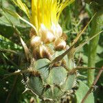 Centaurea acaulis Flor