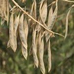 Astragalus atropilosulus 果實