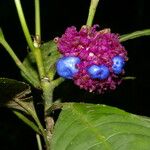 Psychotria guapilensis Fiore