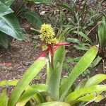 Aechmea aquilega Virág