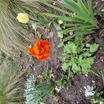 Papaver croceum Flower