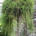 Dacrydium cupressinum Habit