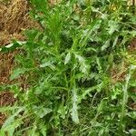 Cirsium arvenseFolha