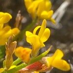 Genista acanthoclada Λουλούδι