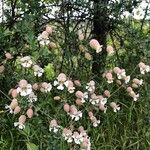 Silene vulgaris花
