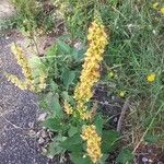 Verbascum nigrum Habit