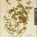 Hypoestes triflora Altul/Alta