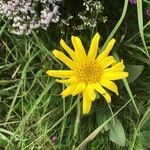 Arnica montana 花