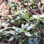 Teucrium chamaedrys Leaf