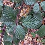 Rubus elegantispinosus Lehti