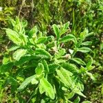 Cistus creticusHoja