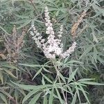 Vitex agnus-castusFloare