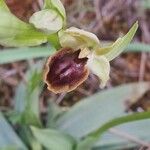 Ophrys virescens Mosusu