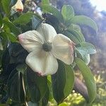 Cornus capitata Flower
