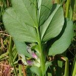 Vicia johannis Sonstige