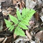 Dryopteris carthusiana برگ