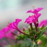 Mirabilis jalapaFlower