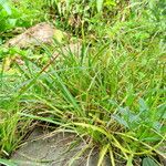 Carex spicata موطن