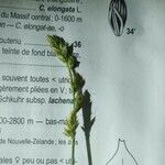 Carex leersii Kvet