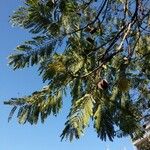 Jacaranda mimosifolia 叶