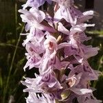 Dactylorhiza fuchsii 花