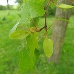 Tilia mongolica Flower