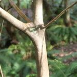 Rhododendron argyrophyllum Bark