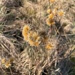 Serratula tinctoria Fruchs