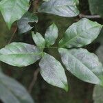 Cojoba valerioi Hoja
