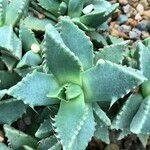 Faucaria tigrina Vivejo