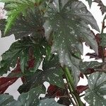 Begonia aconitifolia ᱛᱟᱦᱮᱸ