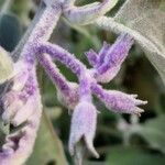 Solanum melongena Flower