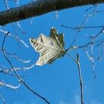 Populus × canescens Ліст