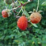 Rubus fraxinifolius Fruit