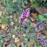 Indigofera australis Flower