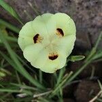 Dietes bicolorBlomst