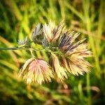 Dactylis glomerata Flower