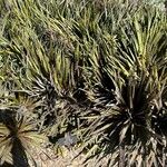 Dyckia fosteriana