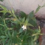 Trichodesma indicum Flower