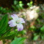 Epilobium roseumFlor