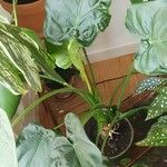 Alocasia cucullata Fuelha