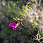 Vicia peregrina Flor