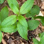 Mercurialis perennis Hoja