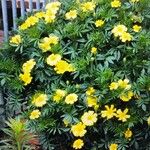 Tagetes tenuifoliaഇല