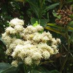 Acacia rehmanniana Flower