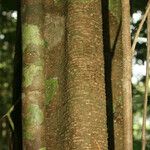 Spirotropis longifolia Corteza