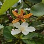 Clusia criuva Flor