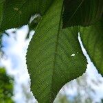 Prunus × yedoensis ᱥᱟᱠᱟᱢ