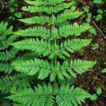 Dryopteris dilatata葉