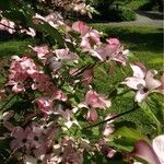 Cornus florida Habit